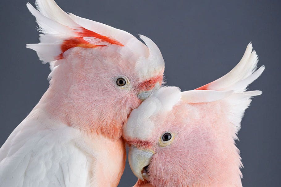 Galahs | Nikon Cameras, Lenses & Accessories